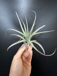 空氣草 空氣鳳梨 香檳x柔婷 Tillandsia chiapensis x Tillandsia rothii
