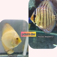 Selling Discus Fish Mix Garden Variants