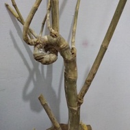 Bambu lam jalalah petuk alami