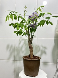 紫藤盆栽