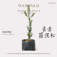 Podocarpus Small Leave 雀舌罗汉松 40cm