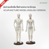 หุ่นจำลองจุดฝังเข็ม หุ่นแสดงตำแหน่งภาษาอังกฤษ ใช้เพื่อการศึกษา Acupuncture Model By Fangkhem