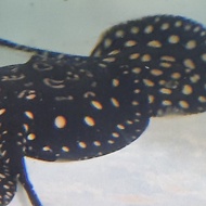 Ikan Pari Air Tawar Black Diamond