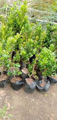 Bibit beringin kompakta tanaman bonsai  50-60cm
