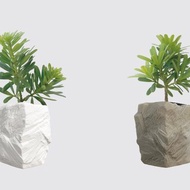 │ 方盆系列 │ 羅漢松 - 松柏植物 陶瓷盆器 室內植物