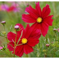Red Cosmos 20 seeds cosmos
