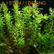 LOWTECH Rotala Rotundifolia Green Water Plant for Aquarium Fish Tank Aquascape Submersed 圆叶节节菜水草