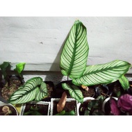 ✽✱White Star Calathea Plant