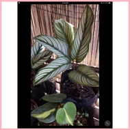 ◸ ♧ Calathea White Star- For Luzon and visayas only(No to Palawan)