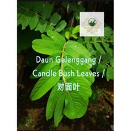 Daun Gelenggang / Candle Bush / 对面叶