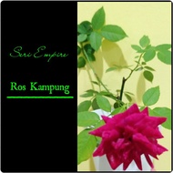 Pokok Bunga Ros Kampung Jenis Merah Pink