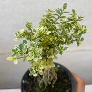 H2O - Sancang batik mini bonsai live plant