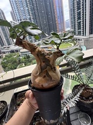 塊根植物  索馬里小葉葡萄