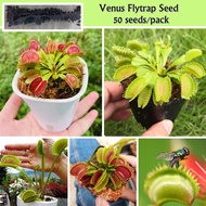 Venus Flytrap Carnivorous Plant Seeds 50 Seeds Pitcher Plant Air Flower Seeds