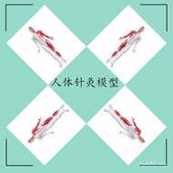 Acupuncture Model Human Body Model Human Body Acupuncture Points Intelligent Voice Human Model Medic