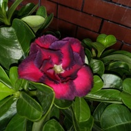 Thailand Adenium Blooming Flowers