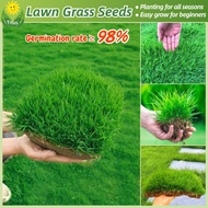 100% Legit Lawn Grass Seed (200pcs, High Germination) Bermuda Grass Live Plants Grass Seeds for Lawn