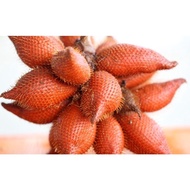 Buah salak siam / salak hutan manis segar 500 gram