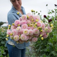 Dahlia Planting Ball Four Seasons Flower Potted Plant Indoor Outdoor Planting Dahlia Sweet Potato Pe