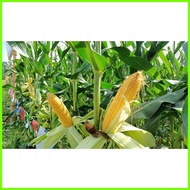 ♂  ▸ ▤ Bravado F1 Hybrid Sweet Corn Pack - Condor Quality Seeds