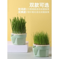 Soilless Lazy Cat Grass Hydroponic Potted Wheat Seeds Depilation Ball Chemical Grass Cat Grass Cup into Kittens Cat Zero