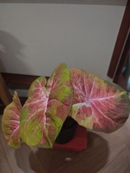 彩葉芋