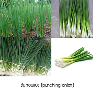 เมล็ดพันธุ์ ต้นหอมแบ่ง(bunching onion) 100 เมล็ด ปลูกง่าย ปลูกได้ทั่วไทย