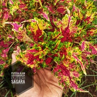 Miana ID Puteri Sagara Super Premium Tanaman hias coleus jawer kotok