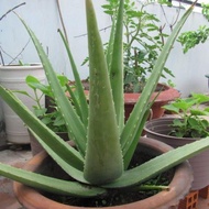 5 cây nha đam giống