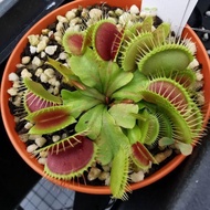 Dionaea Muscipula "Big Mouth" Venus Flytrap Carnivorous Plant