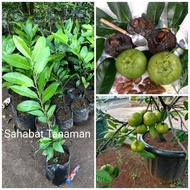 Bibit Black Sapote Okulasi Stek / Sambung Pucuk Kesemek Hitam