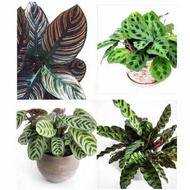 Paket 4 Tanaman Hias Calathea / Calathea sepat / calathea bulu ayam / Calathea ornata / calathea lev