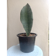 Sansevieria Masoniana / Mason's Congo / Whale Fin without pot 🌸 ( Snake Plant 🐍 )