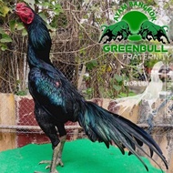 Instan Ayam Bangkok Mangon Pama Iq Koytrad Brutal Telur Fertil Plucker