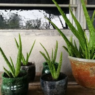 🔥 hot sale🔥Pokok lidah buaya bunga aloevera