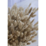 Dried Lagurus | Dried Bunny Tails | Bunny Tails | Bunga Kering