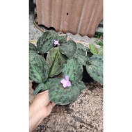 Pokok cekur batik & cekur hijau