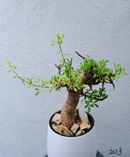小葉橄欖/細葉橄欖/弗里西沒藥　Commiphora foliacea / 塊根植物 Caudex / 另售象牙宮、龜甲龍、索馬里葡萄甕、念珠橄欖