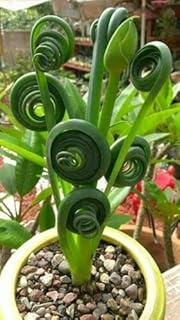 6 graines ALBUCA TIRE-BOUCHON (Albuca spiralis) N74 FIZZLE SIZZLE SEEDS SEMILLAS : Package Contatins