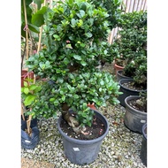 BSB-Ficus Ginseng (s shape)