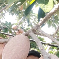 mame sapote (sawo raksasa) hasil cangkok sudah siap berbunga