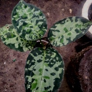 Aglaonema pictum tricolosr