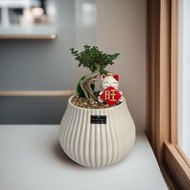 免運限量【壽娘子】盆景小品雅緻風水擺設 開幕新居喬遷升官送禮