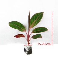 Aglonema Pink Lipstick Lipstik Merah Muda Siam Aurora Bibit Bunga Tanaman Hias Sri Rejeki 1520