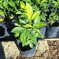 Pokok ulam tenggek burung/ pokok ulam / pokok hidup/ tahan panas
