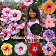 [Quick Delivery] High Quality 100Pcs Hibiscus Flower Seeds for Planting Potted Hibiscus Plant Seeds Pokok Bunga Hidup Bonsai Ornamental Plants Seeds Air Purifying Blossom Rare Hibiscus Live Plant for Sale High Germination Rate Easy To Grow Malaysia