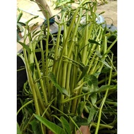1KG Malabar spinach SEEDS - SUPER TOP spinach