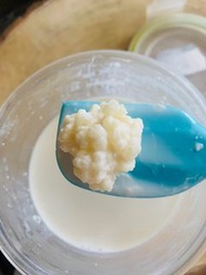 大種Kefir Grains 克菲爾母菌 奶克bb 天山雪蓮菌 酸奶 yogurt