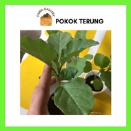 Anak Pokok Terung/tomao ceri/Kobis Hijau Bulat / Anak Pokok Sayuran