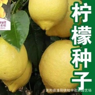 现货爽口柠檬种子香水柠檬种子青柠檬种子黄柠檬种子阳台盆栽水果种子Refreshing Lemon Seed Perfume Lemon Seed Green Lemon20251209